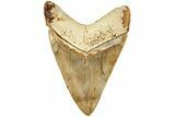 Serrated, Fossil Megalodon Tooth - Indonesia #214768-2